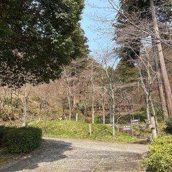 舗装路に降りました。下の公園の桜も見に行こう