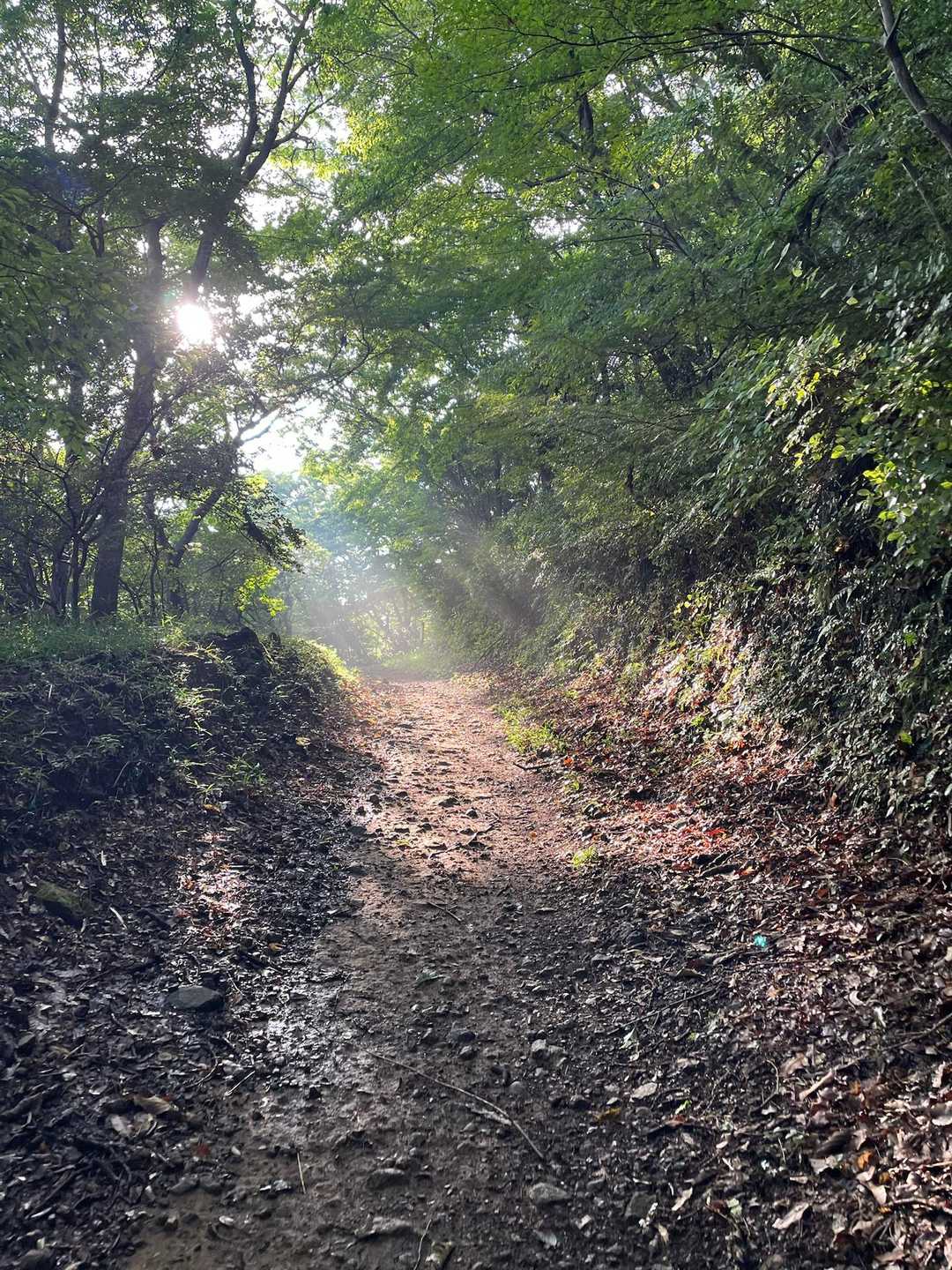 高崎山-高崎山南登山口 縦走コースの写真