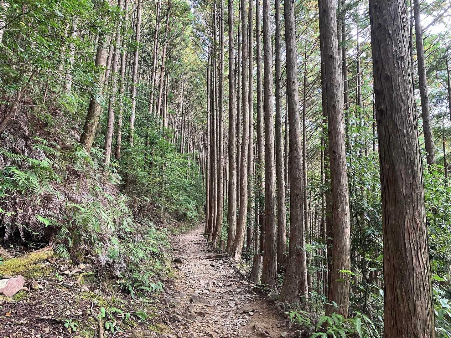 植林地、中辺路沿いは割に整備されていて、木々が整然と並んでいる。