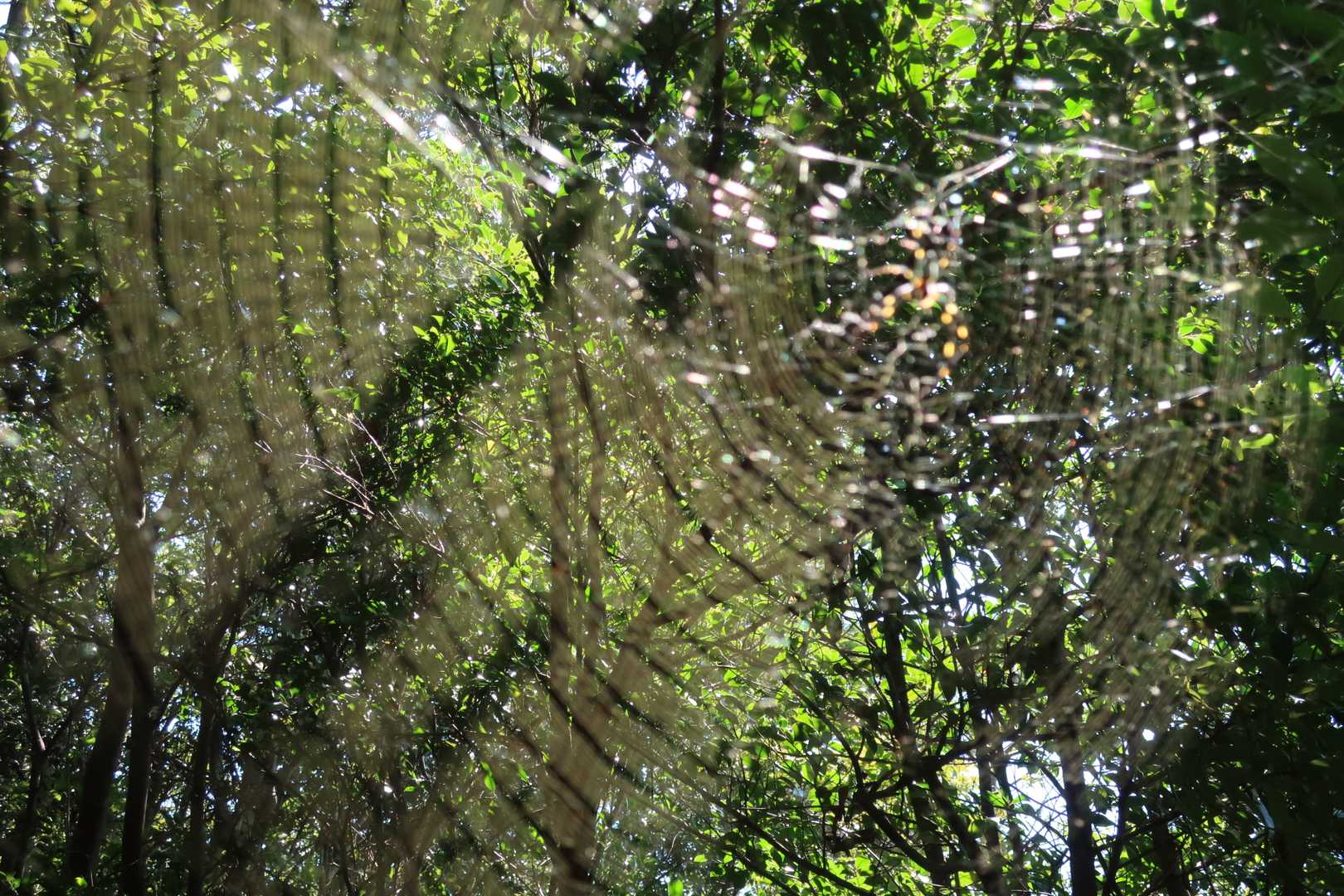 見事な蜘蛛の巣🕸️
こんなのが顔の高さにぶち有る