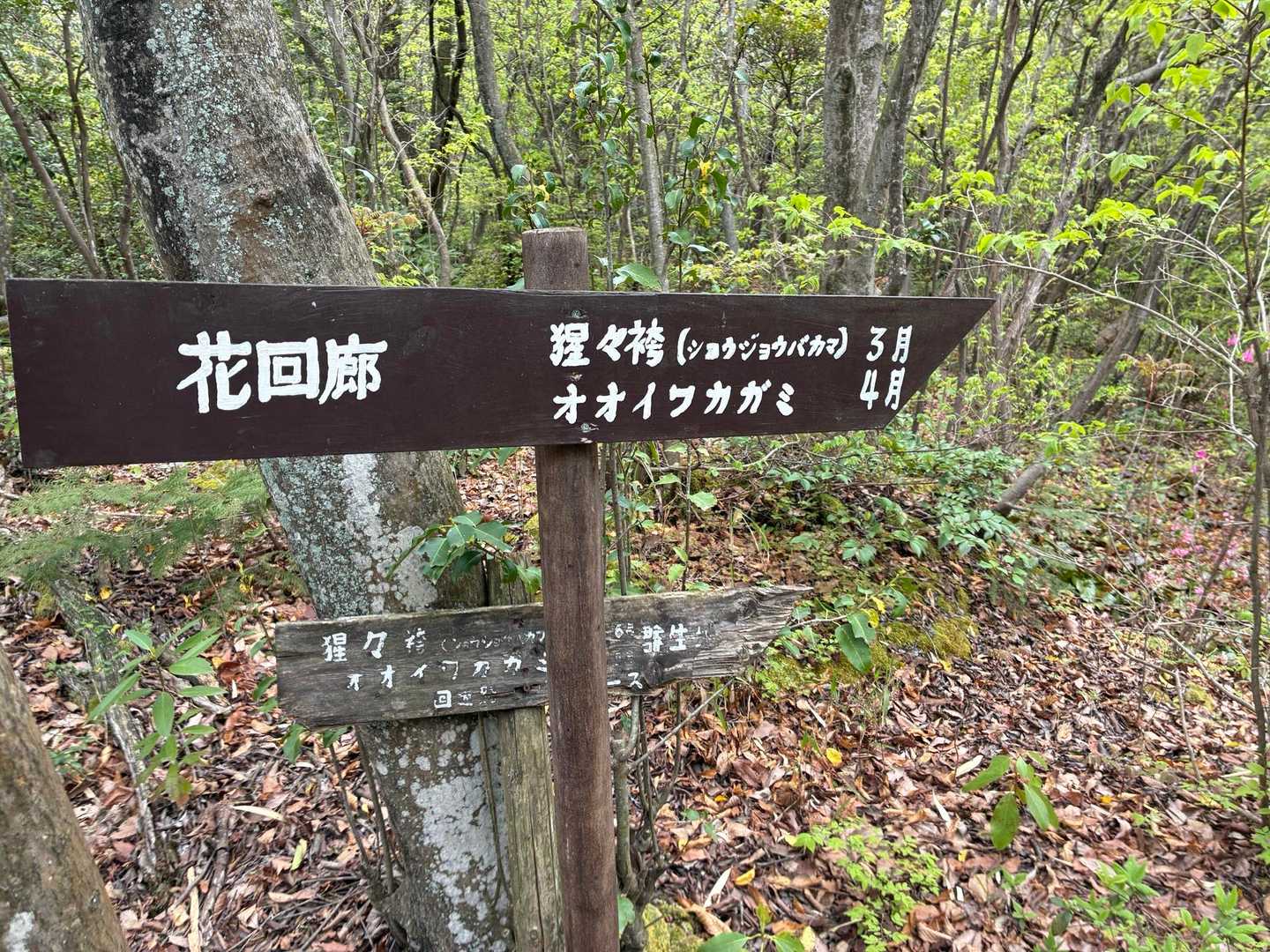 花回廊🌸