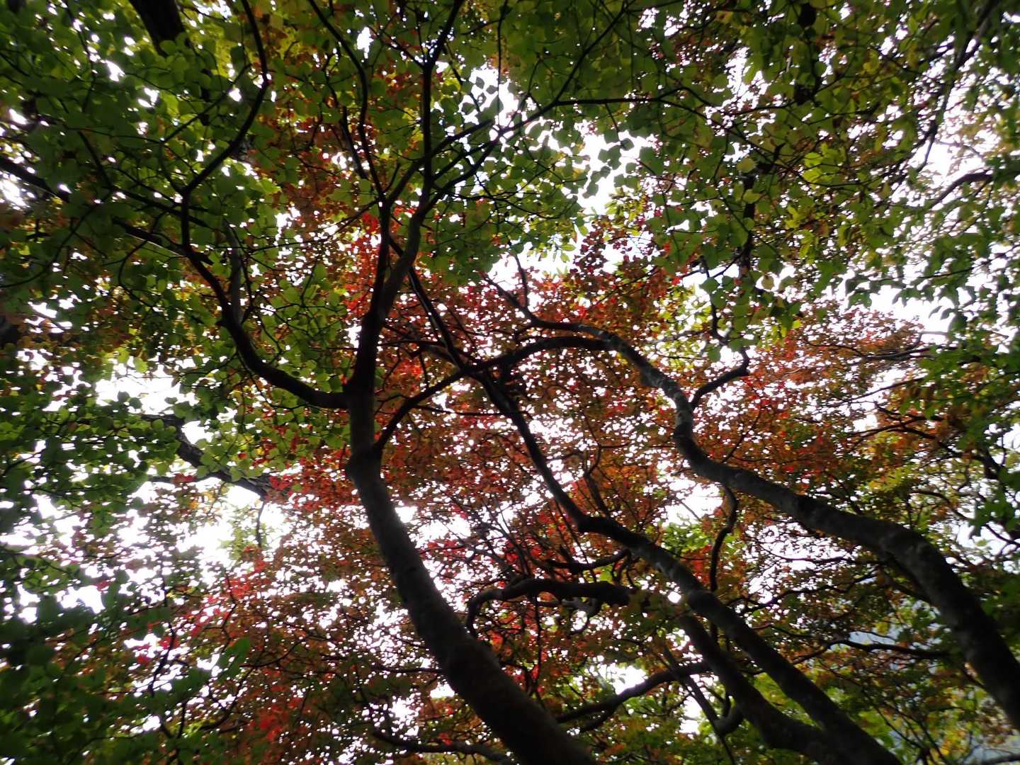 紅葉も少しでしたが楽しめました。