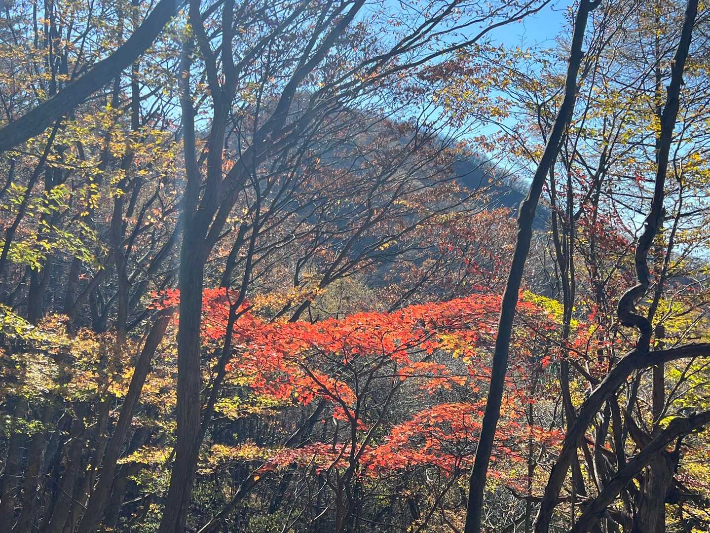 天狗山西峰 往復コースの写真