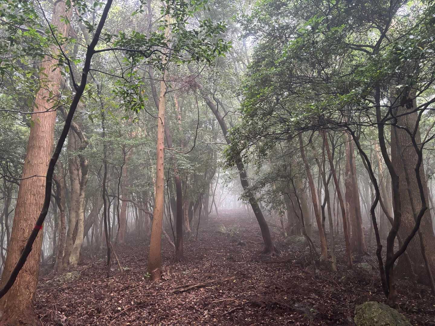 鬱蒼とした森で薄暗く、キリも出てきてちょっと怖い。足早に行きたいところですが低温サウナ状態でバテバテ！