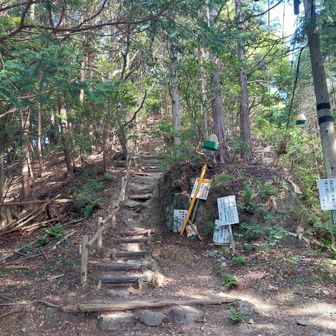 この先、林道にでるまでの道中の木にハチがいる所があるので注意