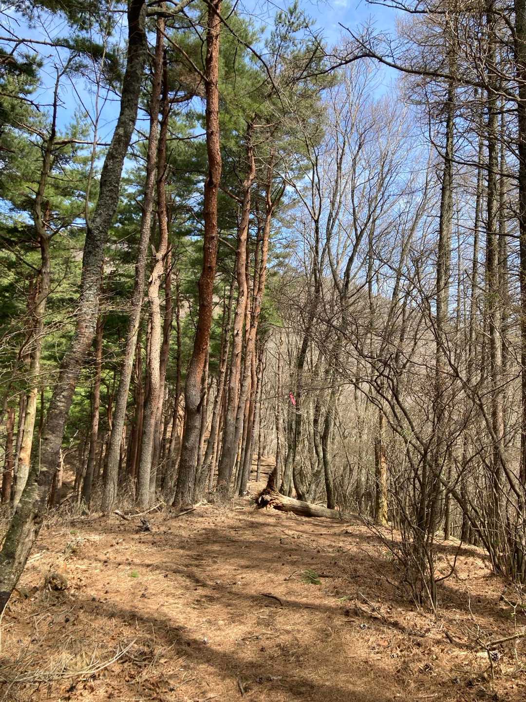毛無山へ