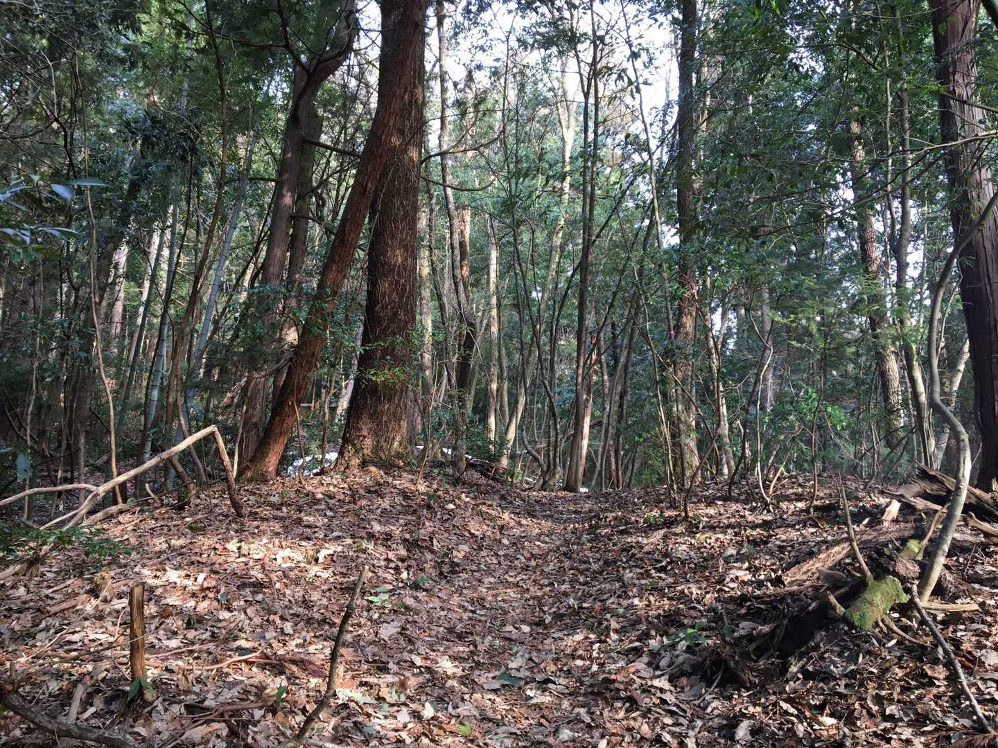 久しぶりの土の道。
この、土や樹々のにおいが
好きなんだよなぁ、、
