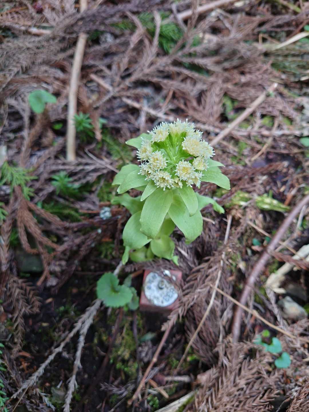 鬼ヶ城山 周回コースの写真