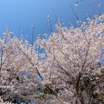 ここの桜は圧巻。
どの木も満開