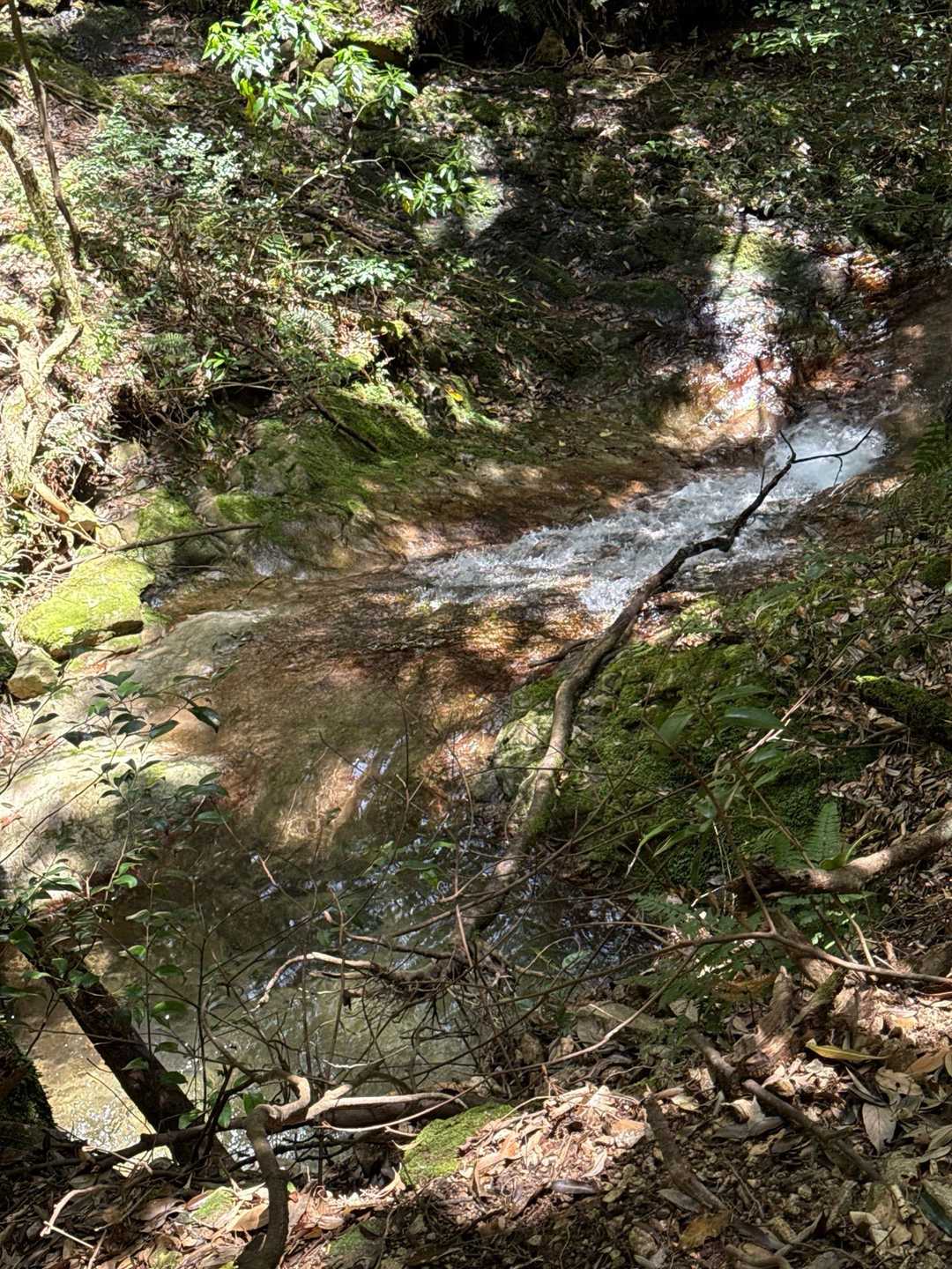 川、水が音を立てて流れています。