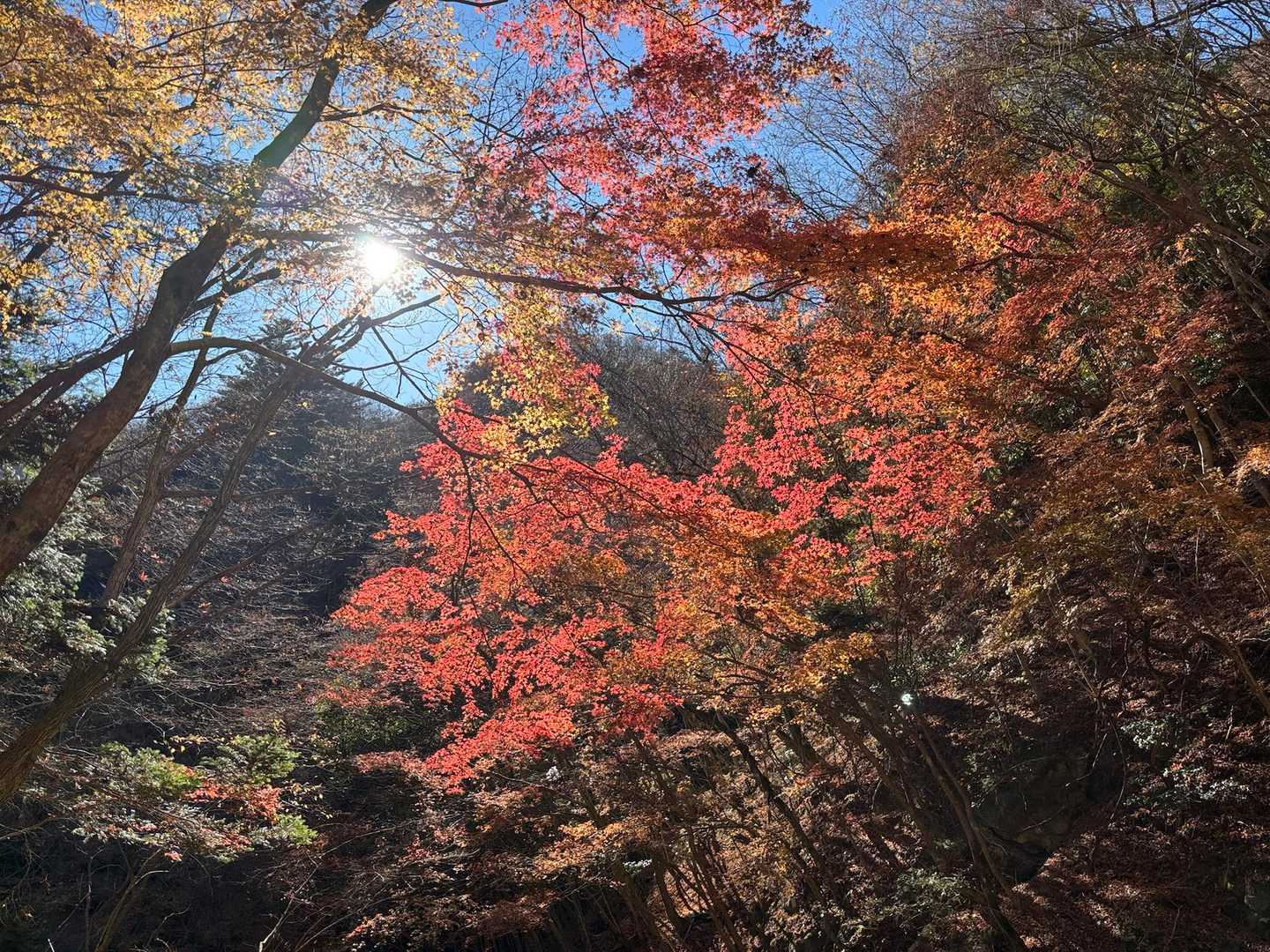 西丹沢ビジターセンターバス停-畦ヶ丸山 往復コースの写真