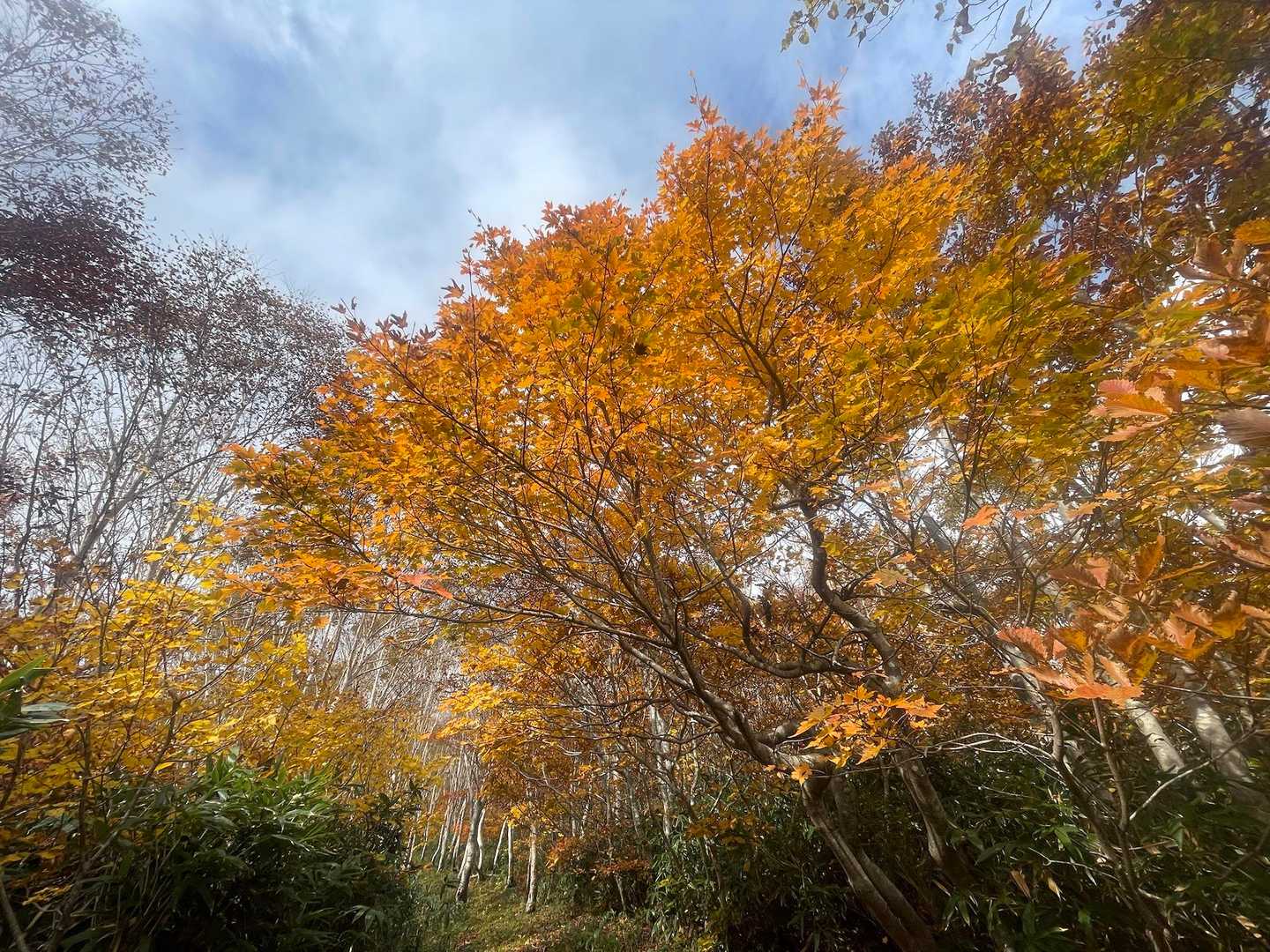 高畑登山口-高下岳-高下岳-根菅岳 往復コースの写真