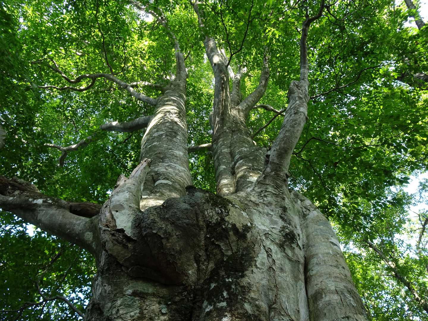 立派なブナ🌳