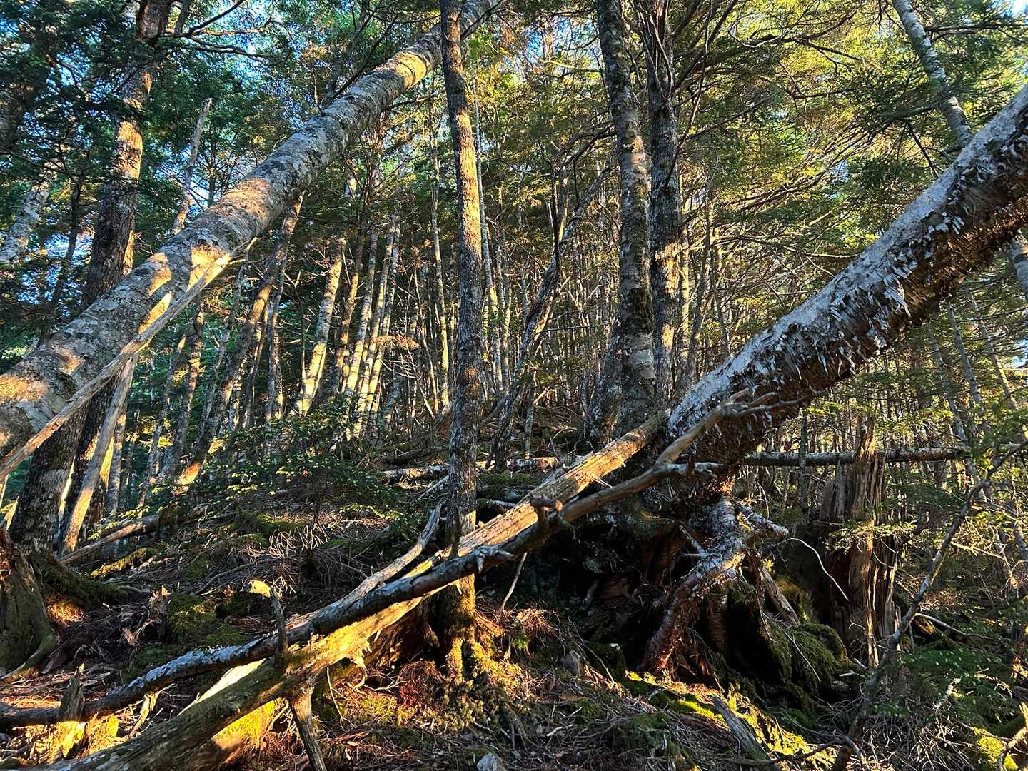 低い朝日が森を射す🌳とても好きな瞬間です✨ブラックだスタートとこれが良いんですよね(^^)