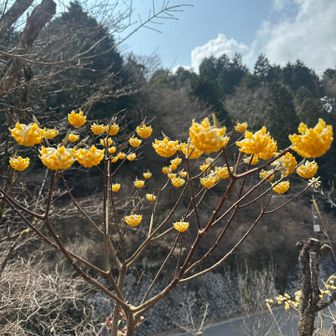 ミツマタも可愛い😍