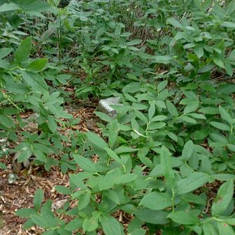 茶屋谷の三角点