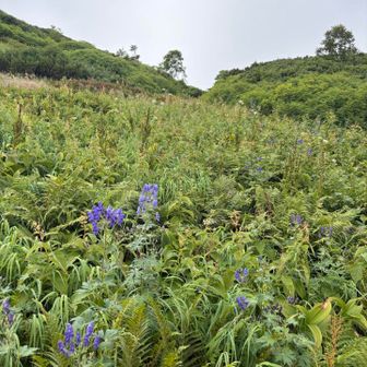 山頂手前の花畑