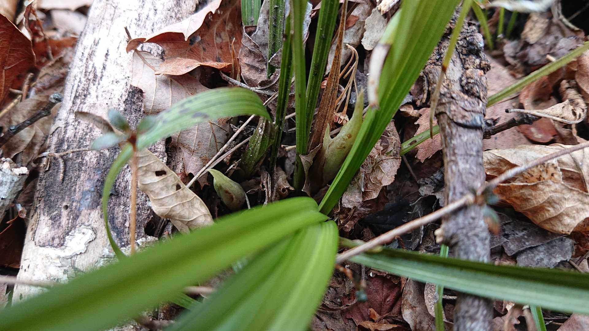 春蘭の花芽