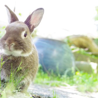 うさお【うさぎライダー】