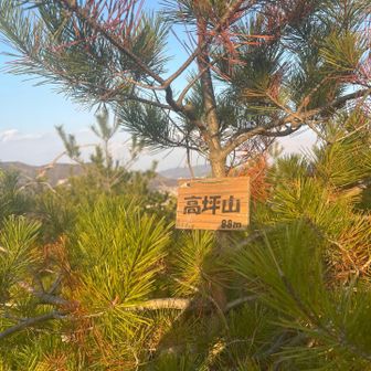 今日の16座目グレーピークの高坪山🗻