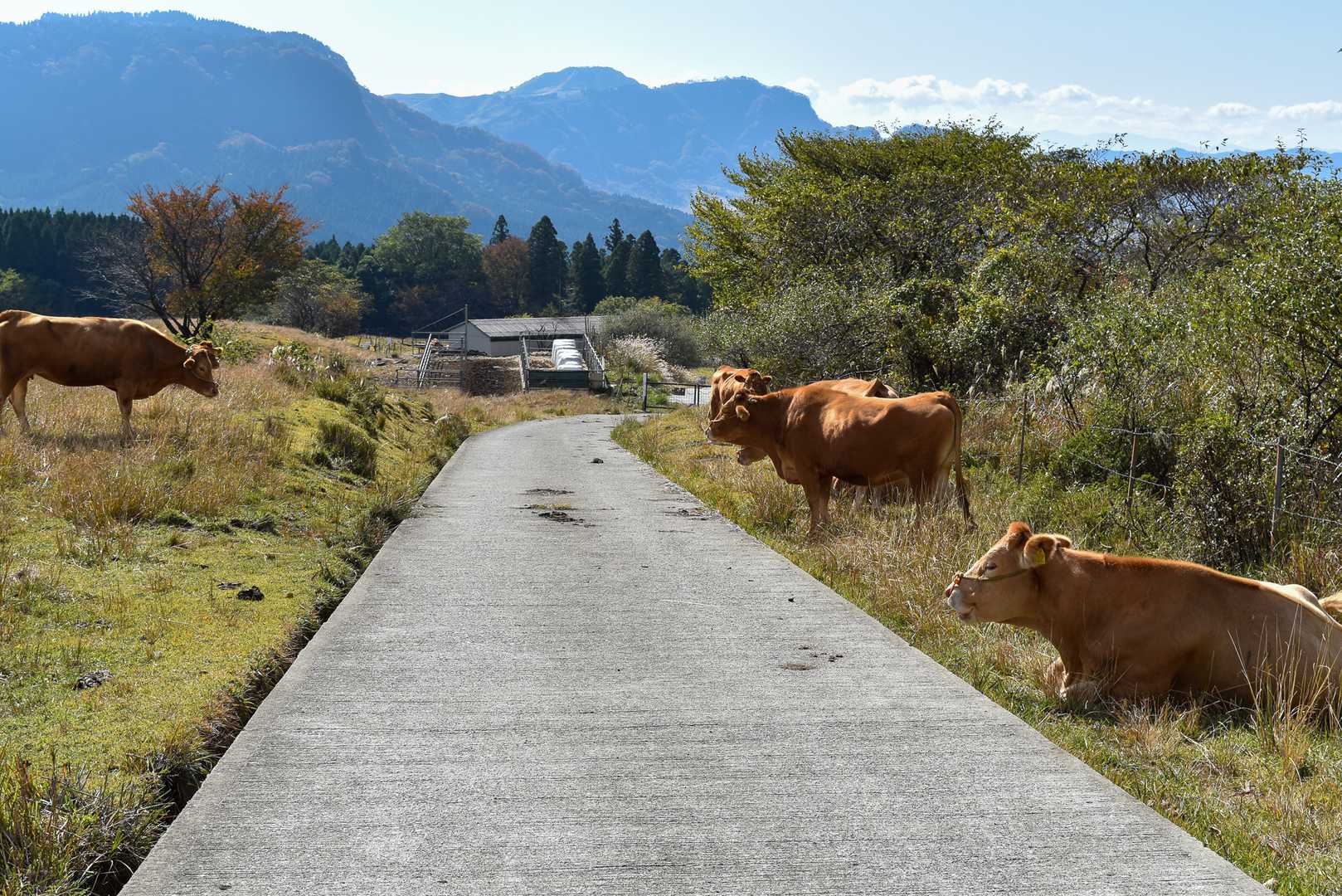 大戸尾根登山口-根子岳東峰 往復コースの写真