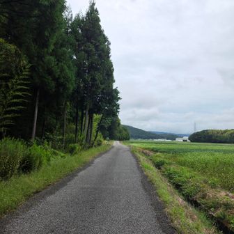 田んぼ脇の舗装道路をひたすら歩く🚶‍♀️少し風が吹いてて、心地よい。