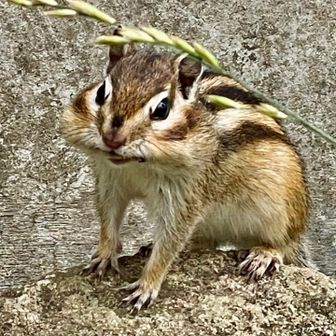 ほっぺパンパンだね

何が入ってるの？