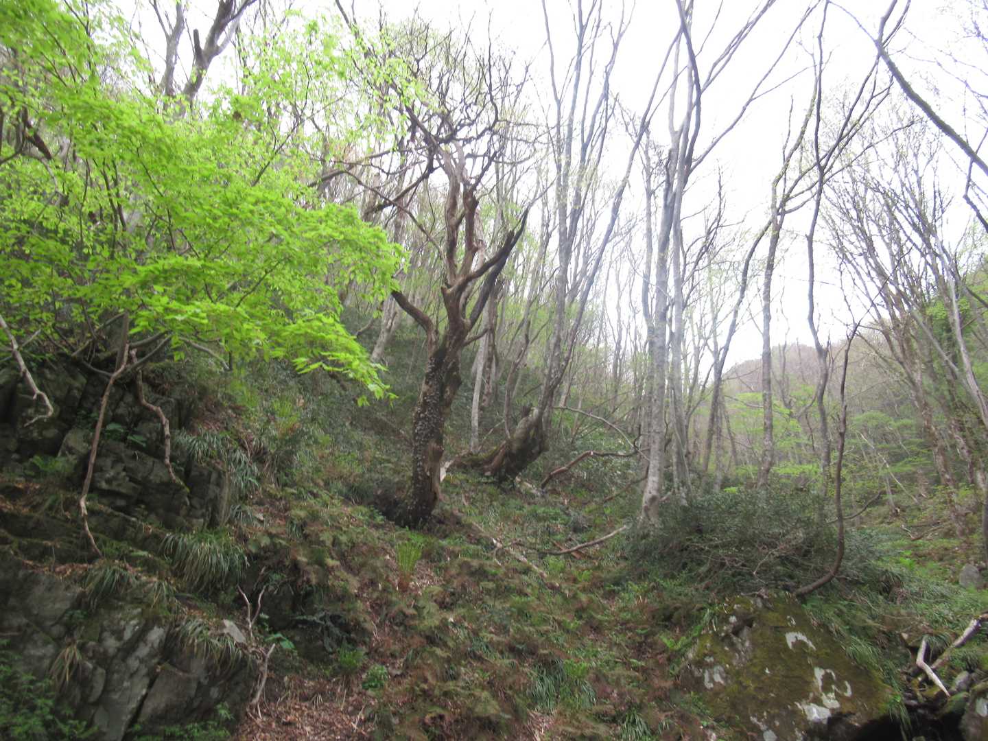 気持ちのいい登山道です