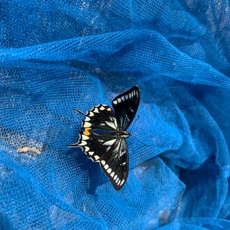 この様なモノに巡り会えるとは。
ありがたやありがたや