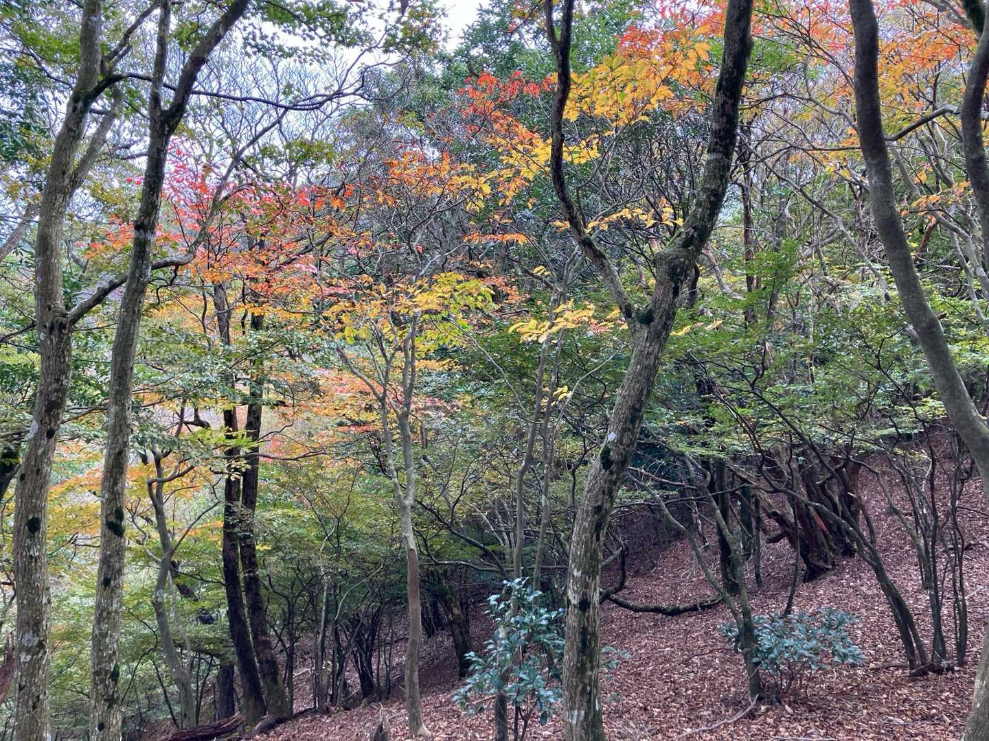 山頂近くは大分色付いて来ました🍁