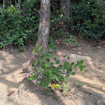 木の根元に咲くハギが生け花の様で可愛いかったので📷