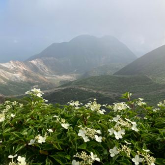 ノリウツギ越しの三俣山