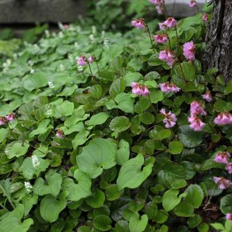 コーヒーブレイク後は小舎の周りも散策させていただいた。