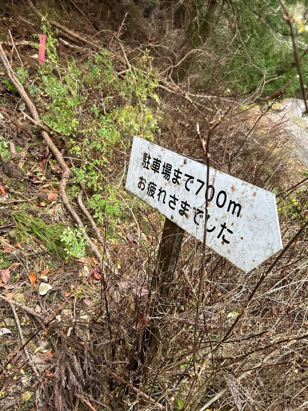 ここから林道