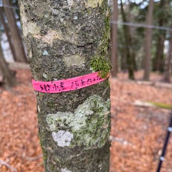 女郎小屋ノ頭。西丹沢にもあるみたいですね。