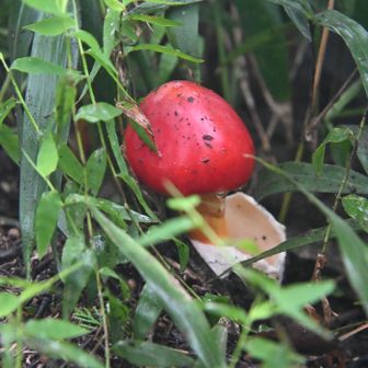 出逢いの広場、たまご茸、