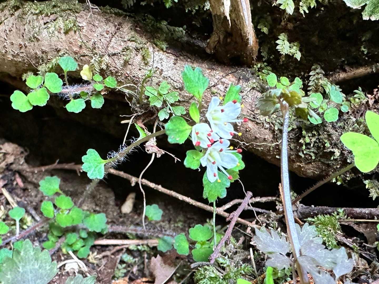 やっぱり赤が付いてるとかわいいね
