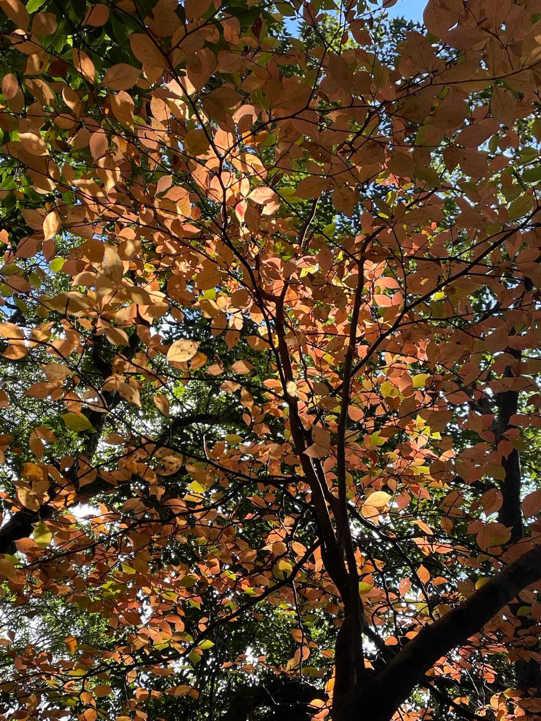 いい色〜🍂