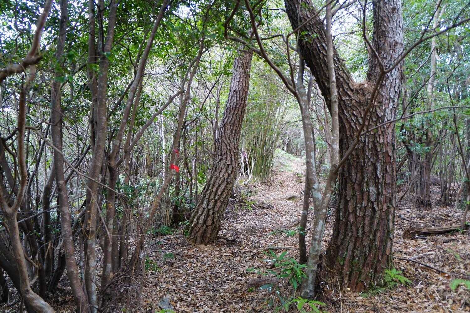 雰囲気の良い登山道ですが
中々の急登　(;´Д`)ﾊｧﾊｧ何度も立ち止まり