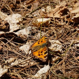 誰とも会わなかった…この子だけが今日の出会い🦋。
