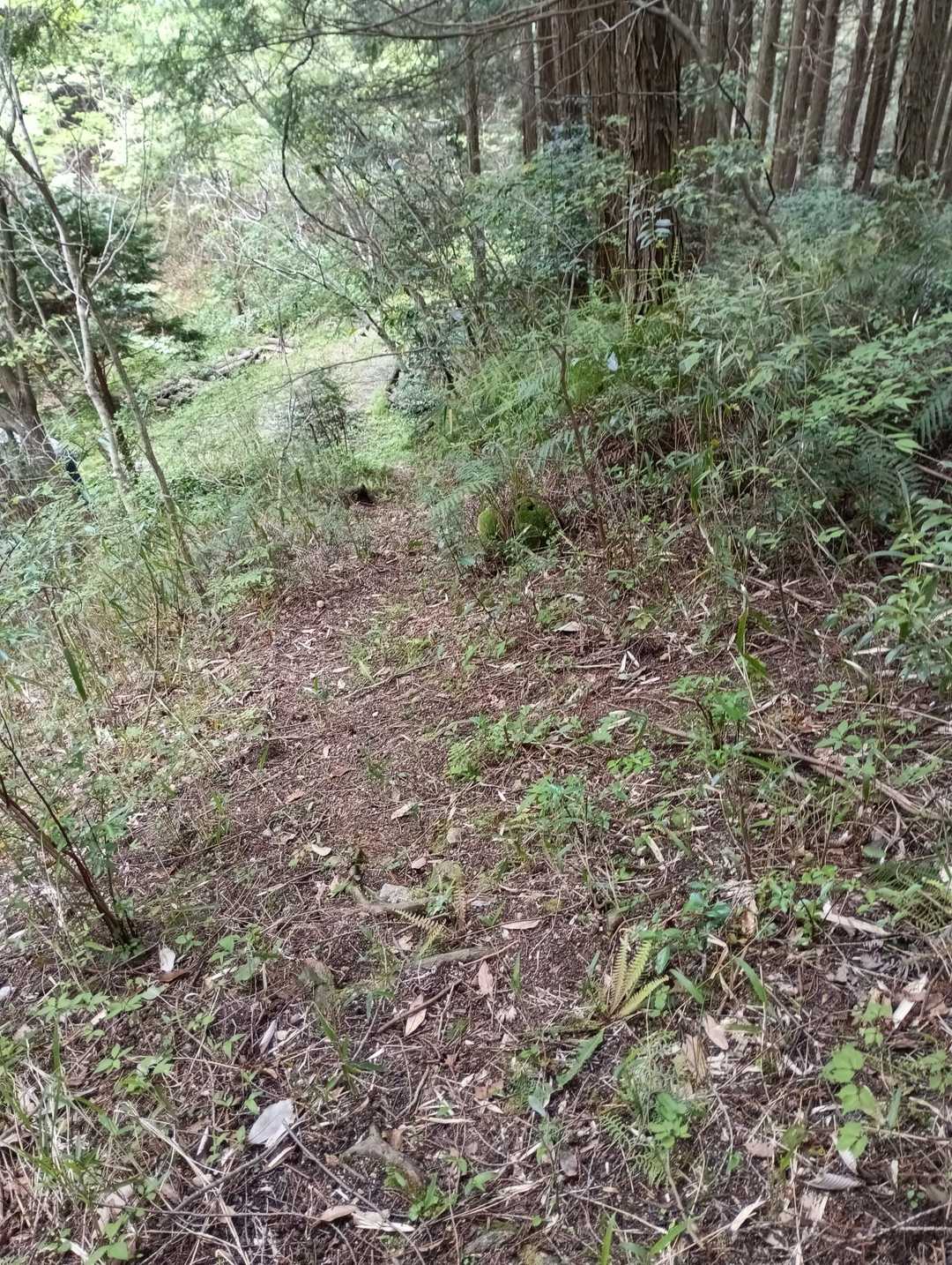 ゲキ坂下って無事下山🐇