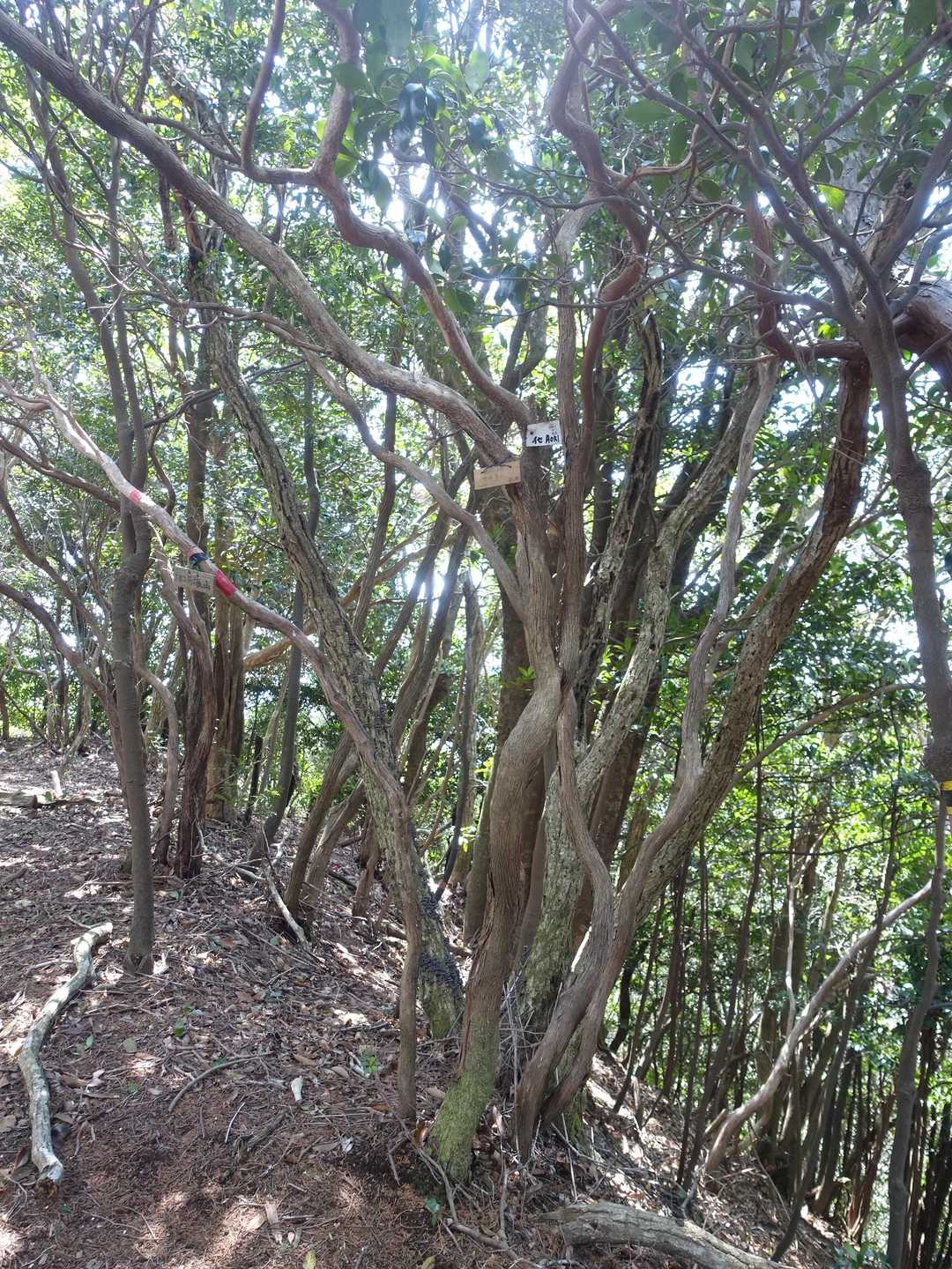 ⑨相場振山に到着