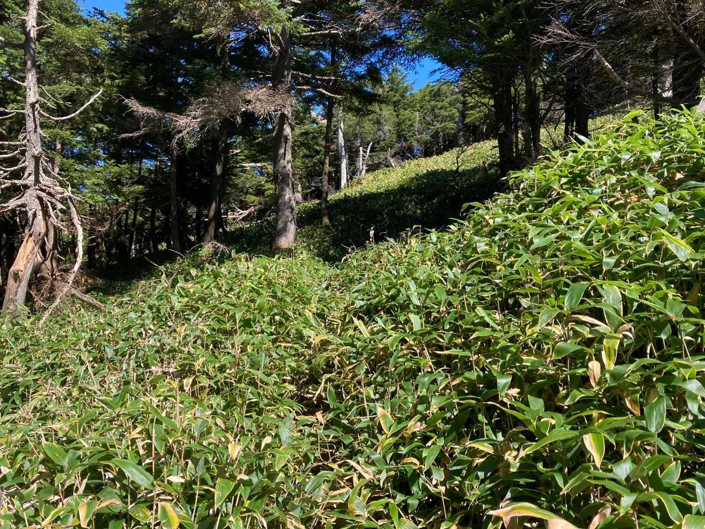 またすぐヤブゾーン笑
ただ、ここ2.3日の晴れのおかげか、朝露は無く、鬼怒沼のような鬱陶しさは無かったです