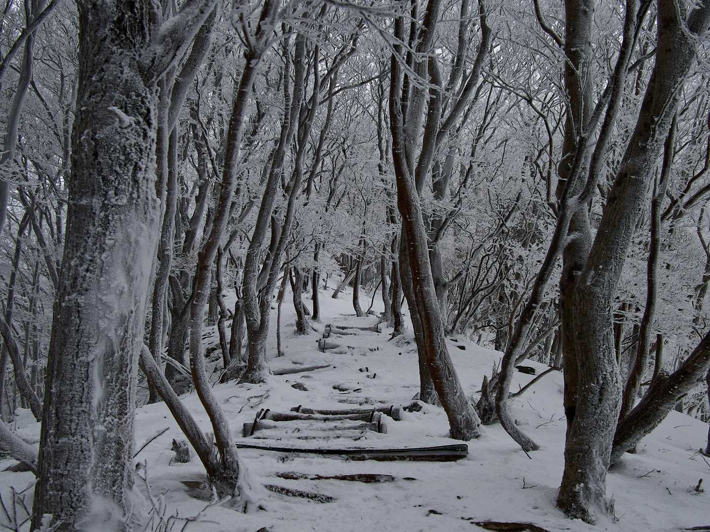 高見山登山口-高見山 縦走コースの写真