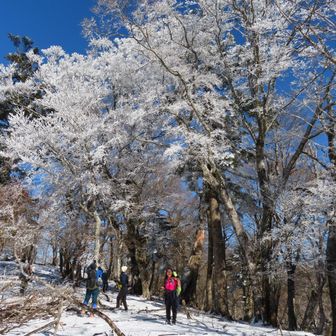頭上の霧氷にテンションがあがる。