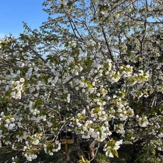 ここの桜は結構の葉桜