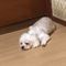 shunya