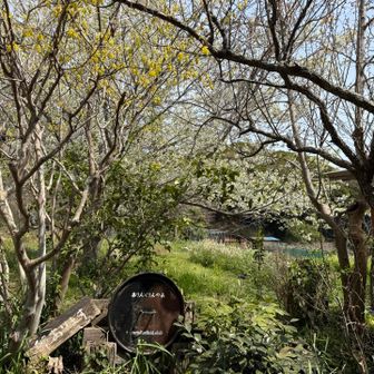 ありんくりんの森という、農業体験ができるところらしい。ヤギ、ニワトリがいた。