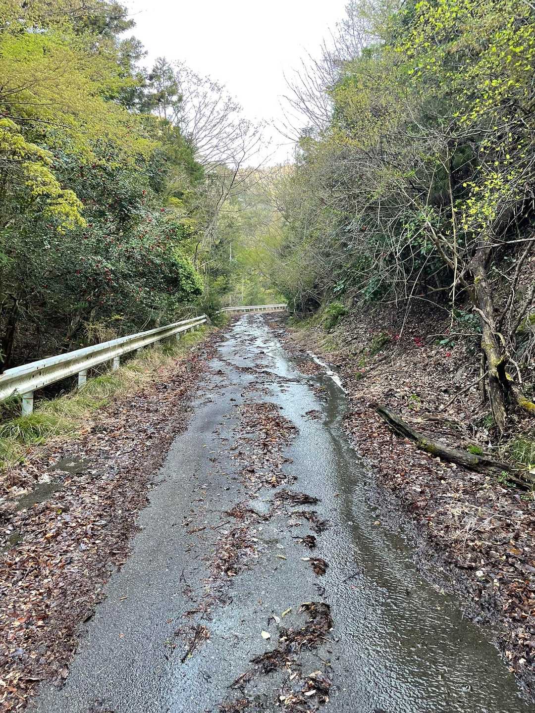 荒れ放題の県道289号線
一体全体どうしてこんなに川みたいに(･･;)