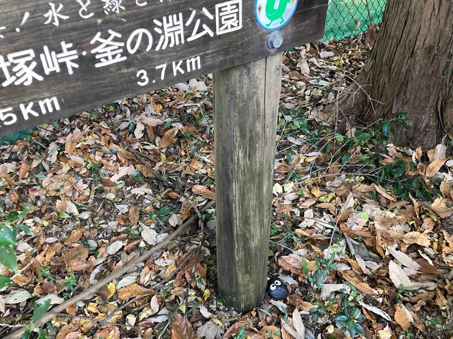 落ち葉から片目が見えたのでどけてあげました
かくれんぼだったかな、、